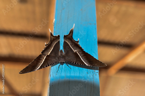 Big butterfly Lyssa Zampa sitting upside down on a blue wooden post (Sumatra, Indonesia) photo