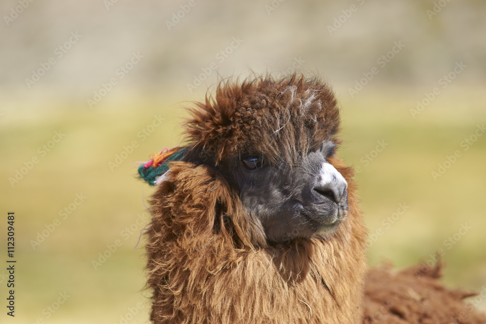 Portrait of an alpaca (Lama pacos) on a wetland in Lauca National Park, northern Chile.