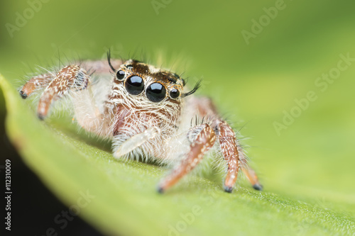 Jumping spider    © PK4289