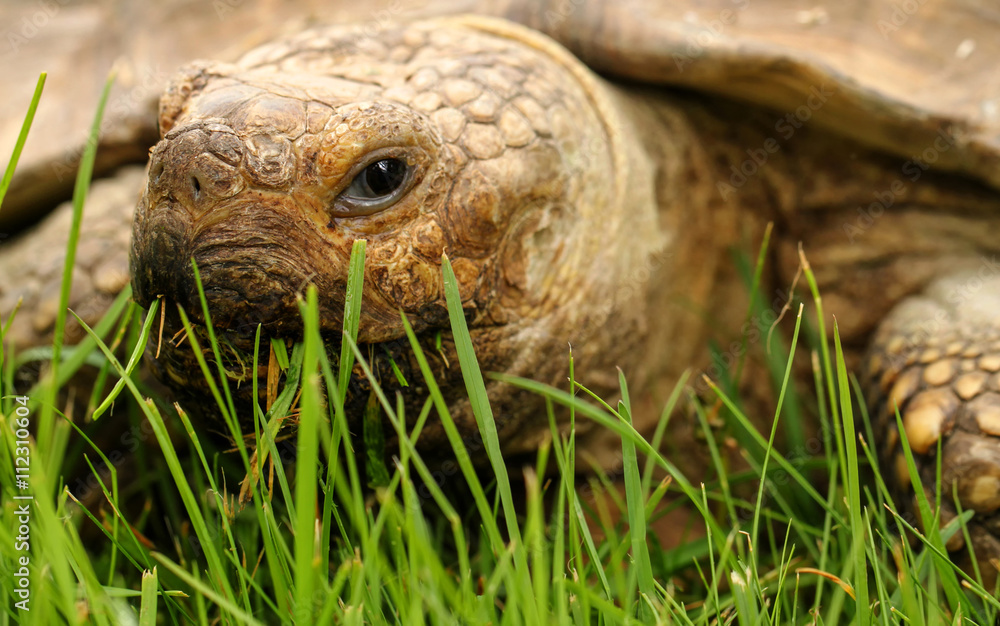 Close up of Giant Turtle in grass