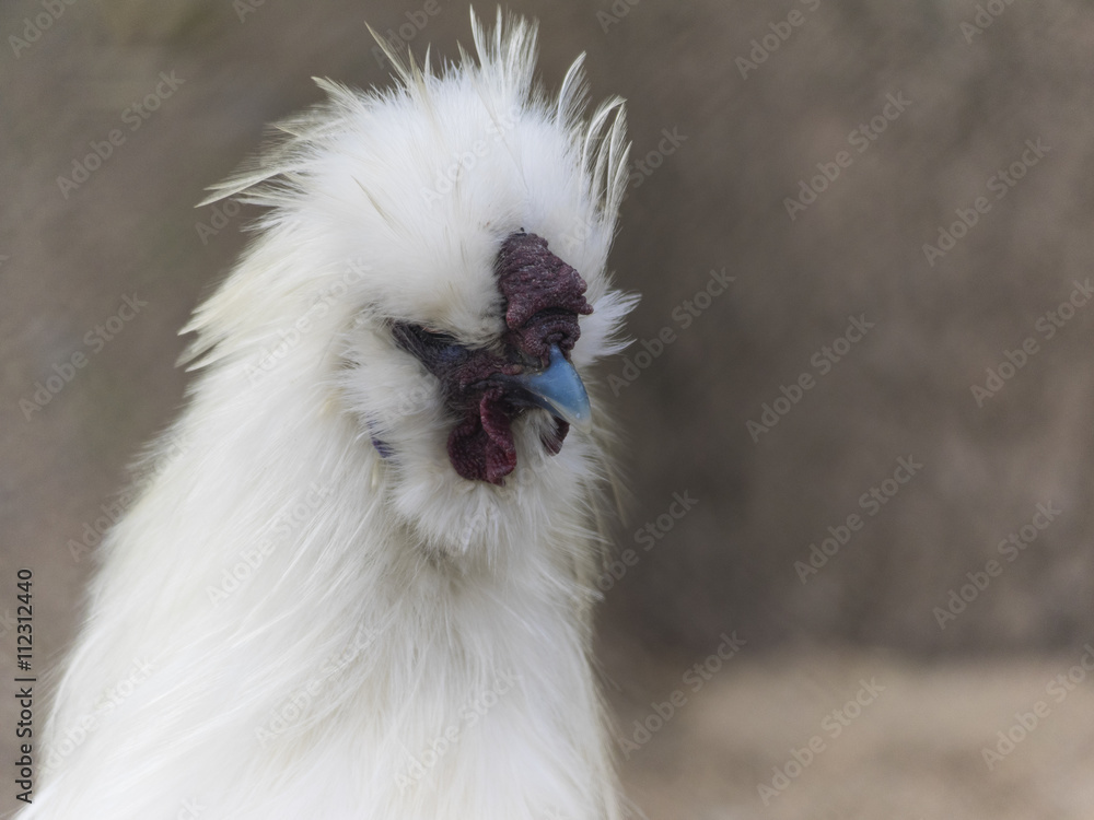 silky hen silky hen