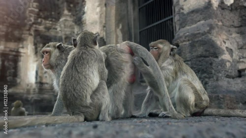 Lopburi city in Thailand, thousands of macaque monkeys live in freedom. 
During the monkey festival. In the temple Phra Prang Sam Yod, a female looking fleas in the fur of a male
