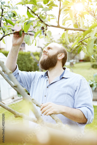 Young man checking knosps on apple tree in garden photo