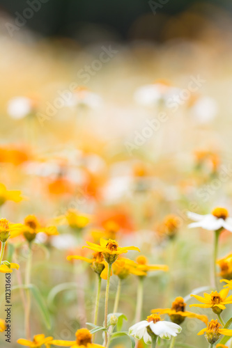 field of beautiful flowers with light effect © torsak