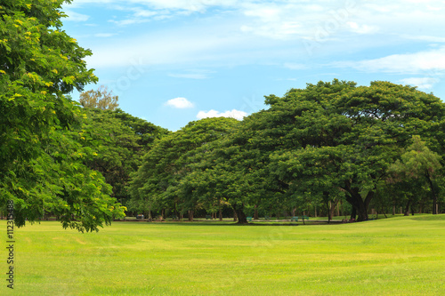 Green trees