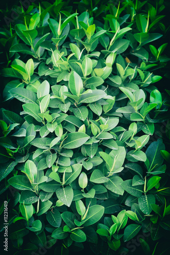 Green background with fresh leaves. Vintage style