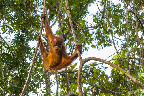Young Sumatran orangutan coat shining in the rays of the setting sun (Sumatra, Indonesia)