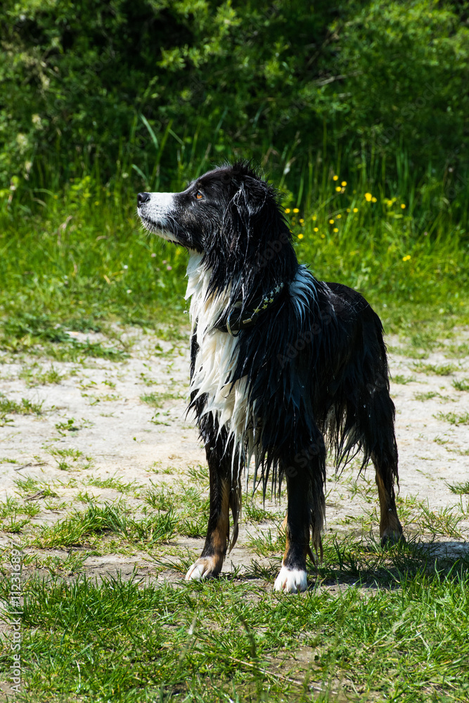 Fototapeta premium australian shepherd, aussie