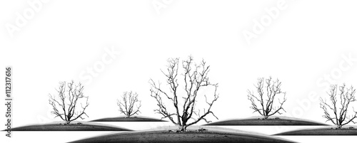 die tree isolate - concept picture of bad enviroment in black and white tone