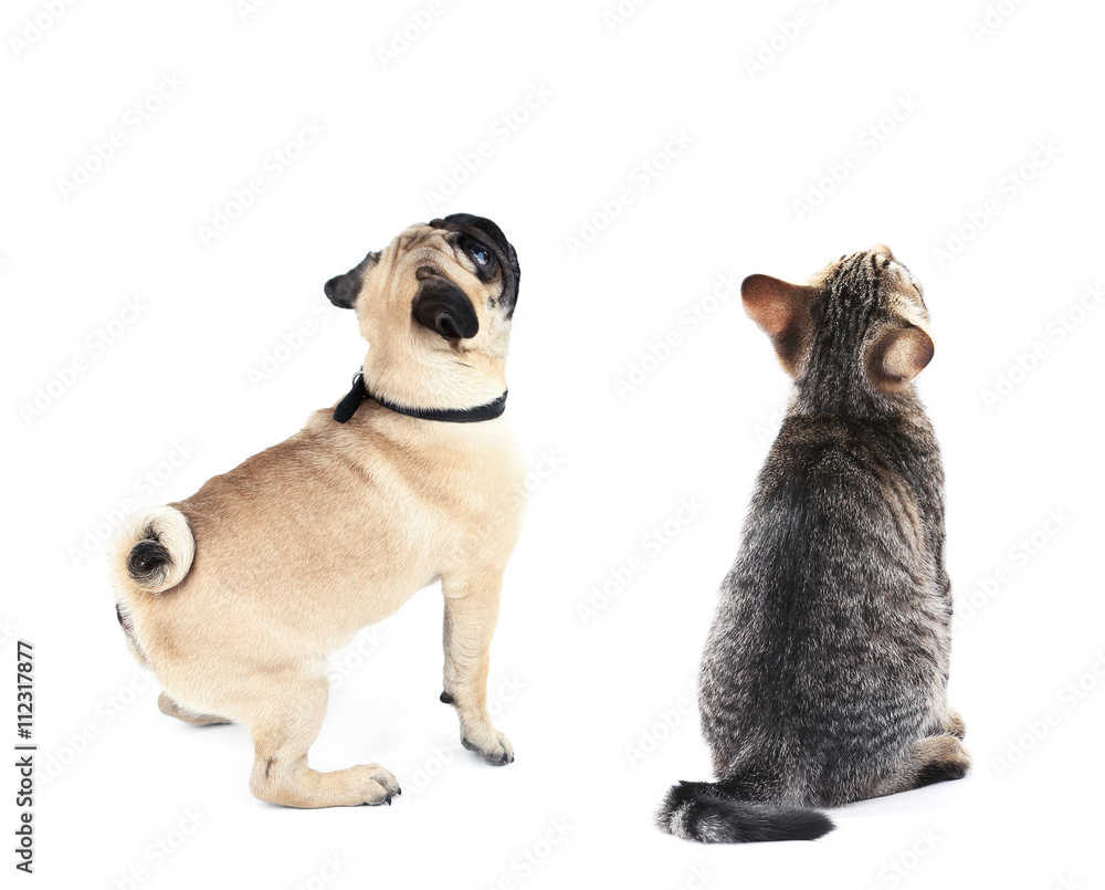 Cat and dog together, view from the back, isolated on white