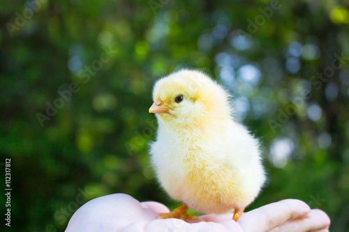 Small chicken on the palm looks in the frame