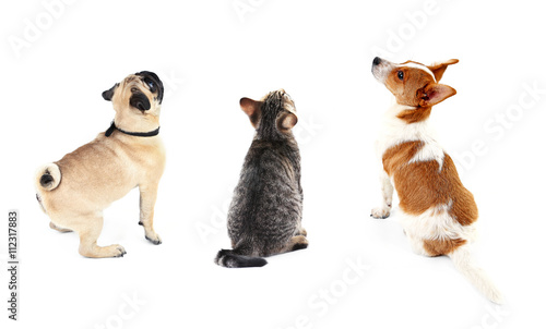 Canvas Print Cat and dogs together, view from the back, isolated on white