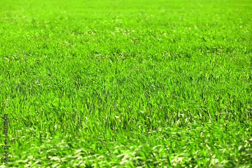 Green wheat crops field background