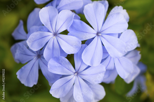 Foto Catharanthus roseus, Madagascar rosy periwinkle