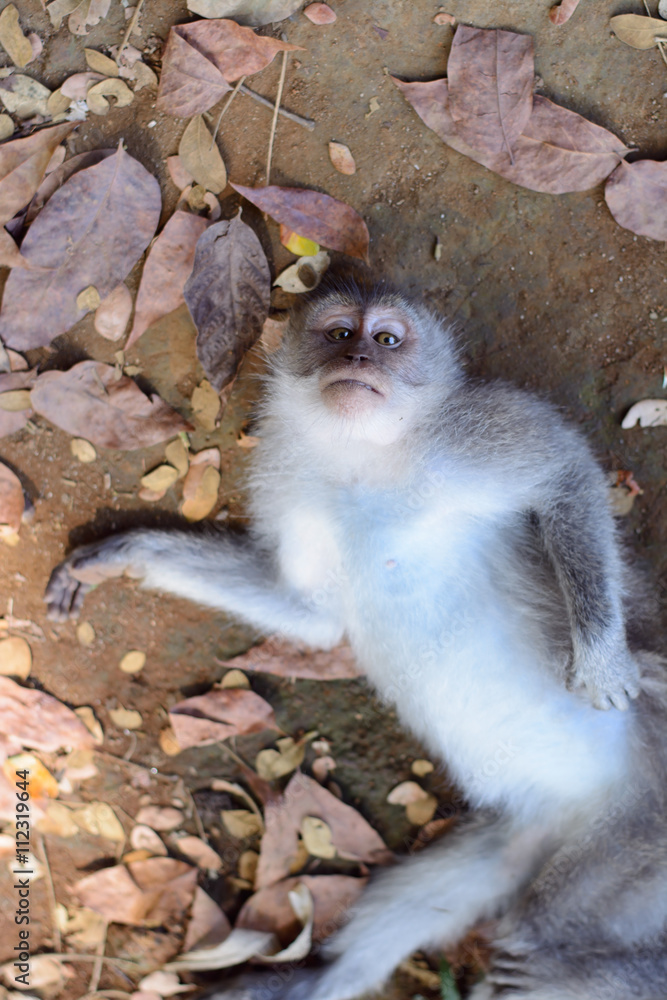 Fototapeta premium monkey lying on the ground on his back