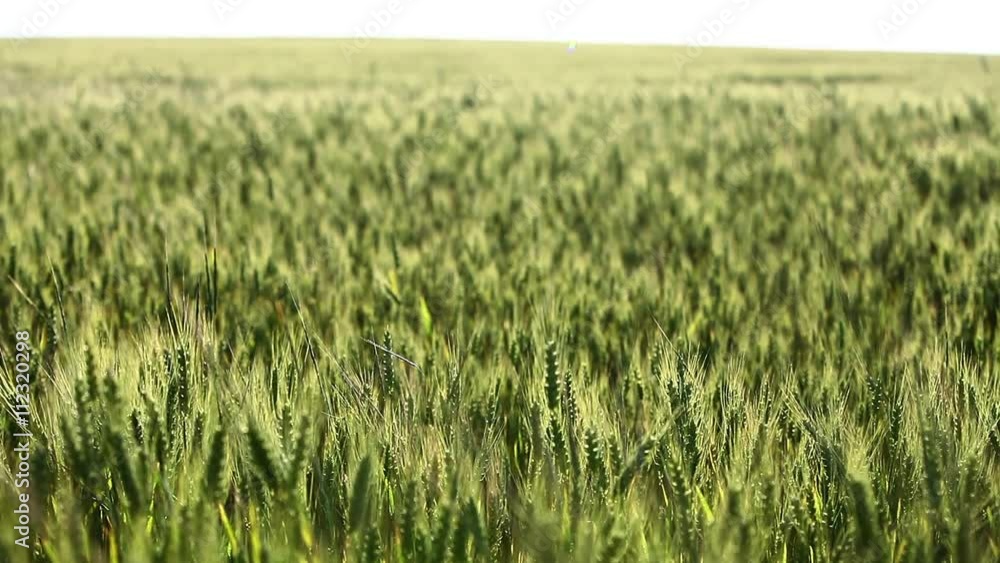 Color shot of a green field of wheat. Color shot of a green field of wheat.