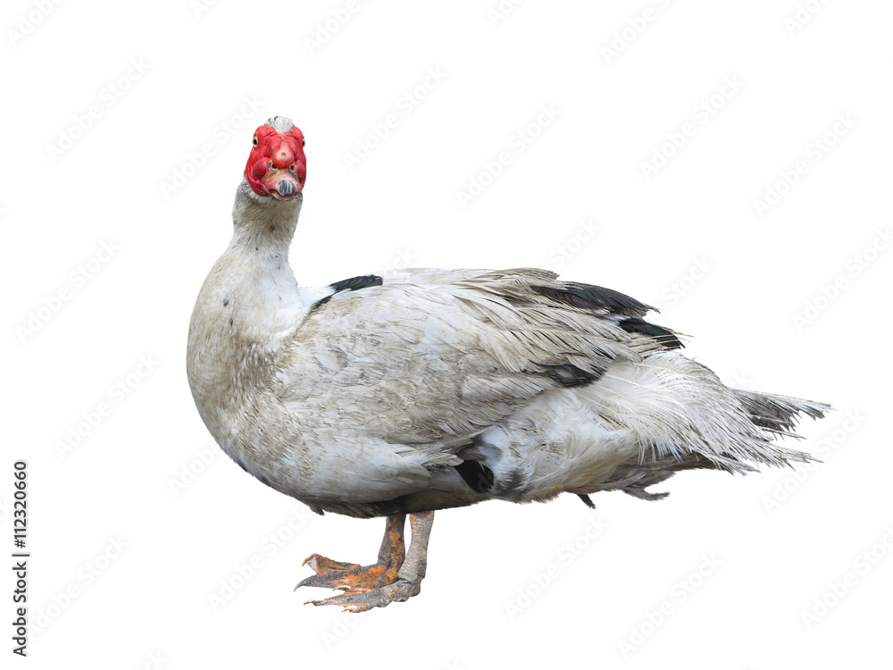 chinese dumb duck isolated over white background