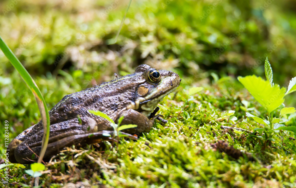 ein Teichfrosch wird von einer Mücke gestochen ein Teichfrosch wird von einer Mücke gestochen
