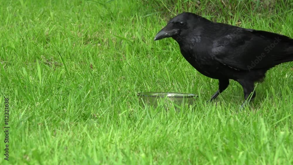 Common raven eat animal food on Meadow, magpie comes and chased Common raven eat animal food on Meadow, magpie comes and chased
