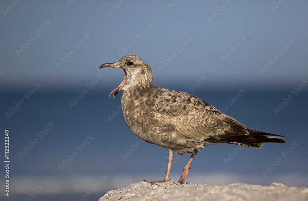 Herring Gull (Larus argentatus) yawning on a Gulf Coast beach. Herring Gull (Larus argentatus) yawning on a Gulf Coast beach.