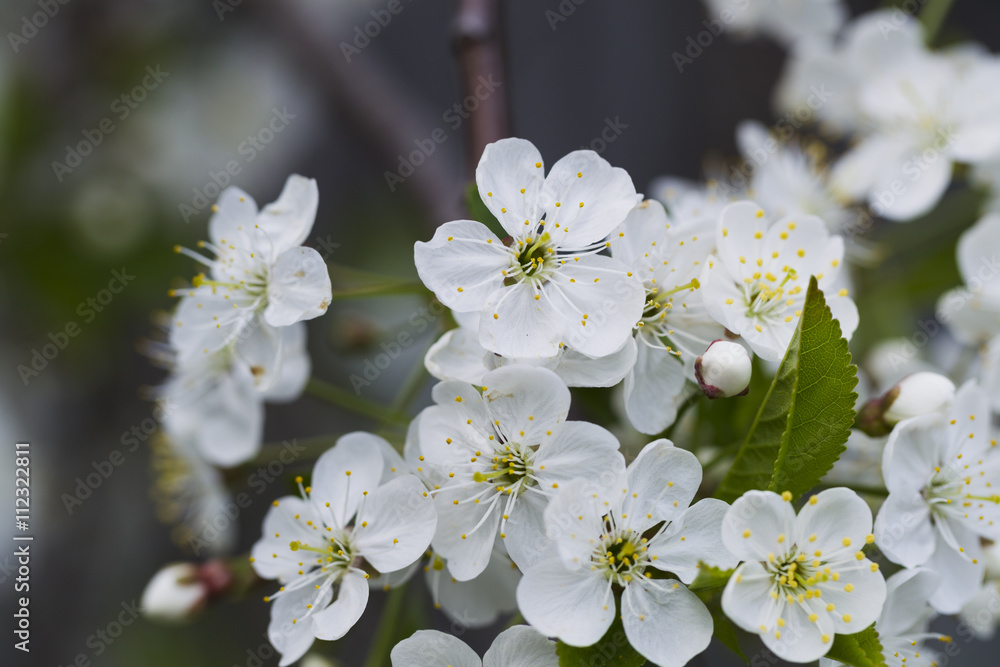 White cherry blossoms, sunshine, Macro