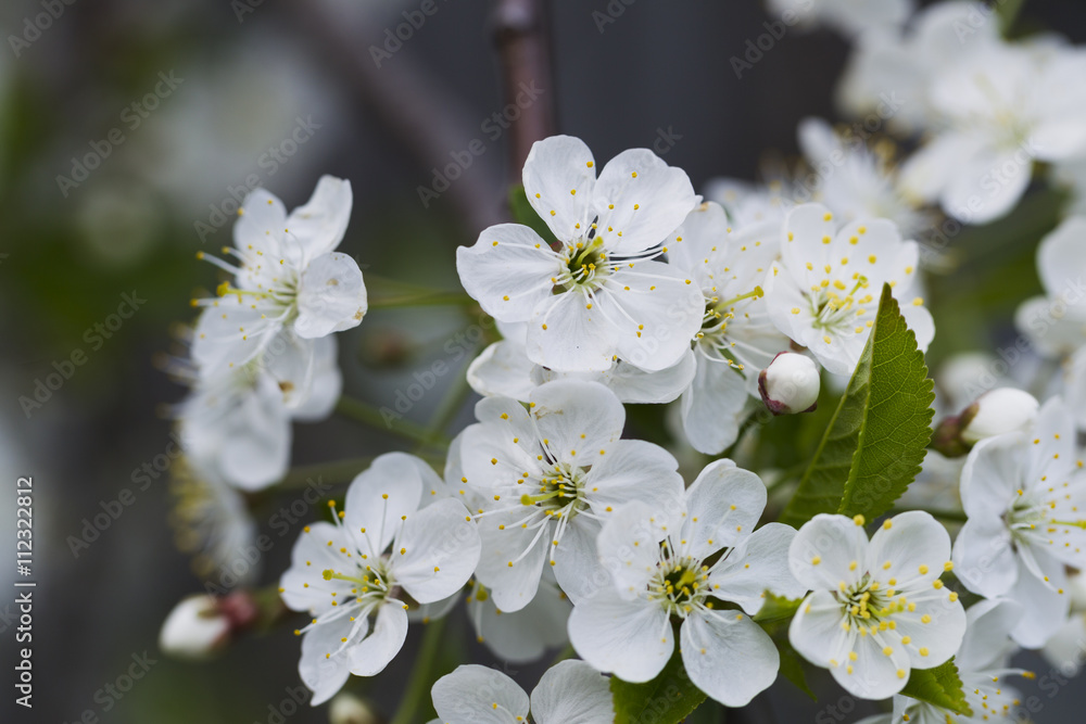 White cherry blossoms, sunshine, Macro