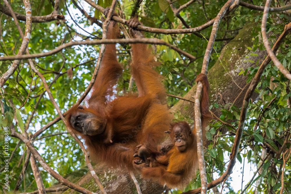 Fototapeta premium Adult orangutan (Pongo) and her child sitting comfortably between trees (Sumatra, Indonesia)