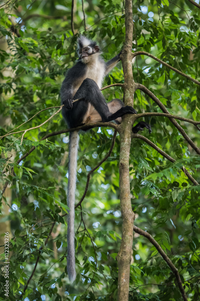 Obraz premium Thomas Langur sits on a tree, and his tail hanging (Sumatra, Indonesia)