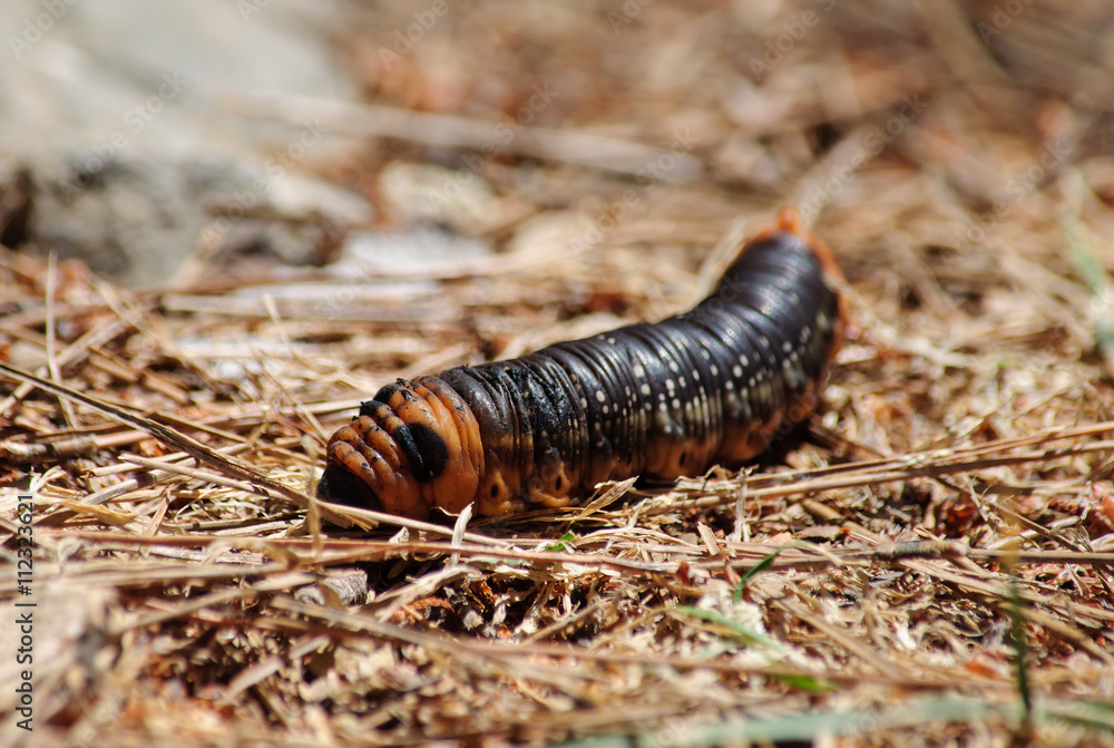 large brown moth caterpillar on pine bark large brown moth caterpillar on pine bark