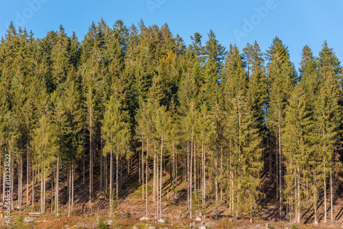 Blackforest close to Titisee in Germany