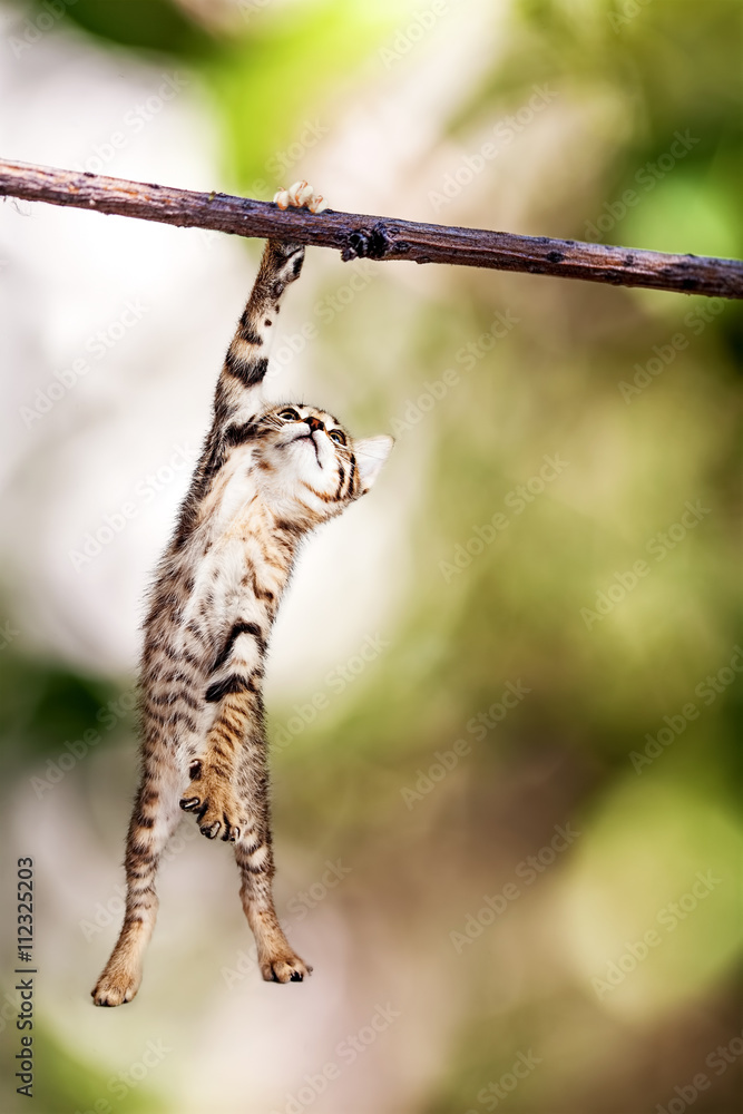 Obraz premium Kitten Hanging From Tree Branch