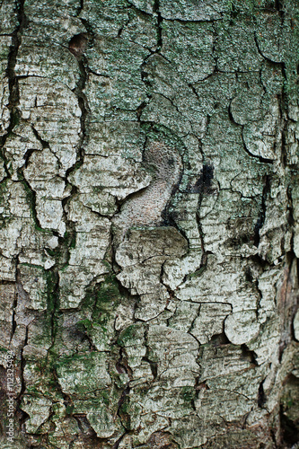 текстура дерева каштан