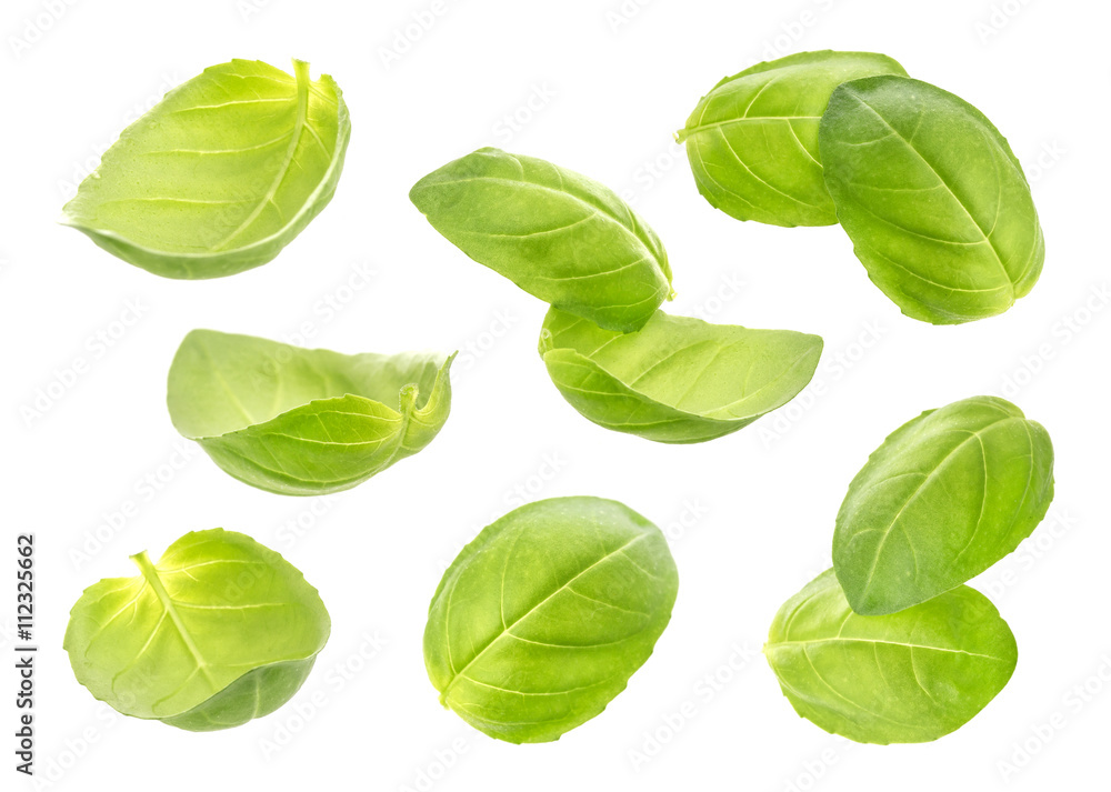Fresh basil leaves isolated on white background Fresh basil leaves isolated on white background
