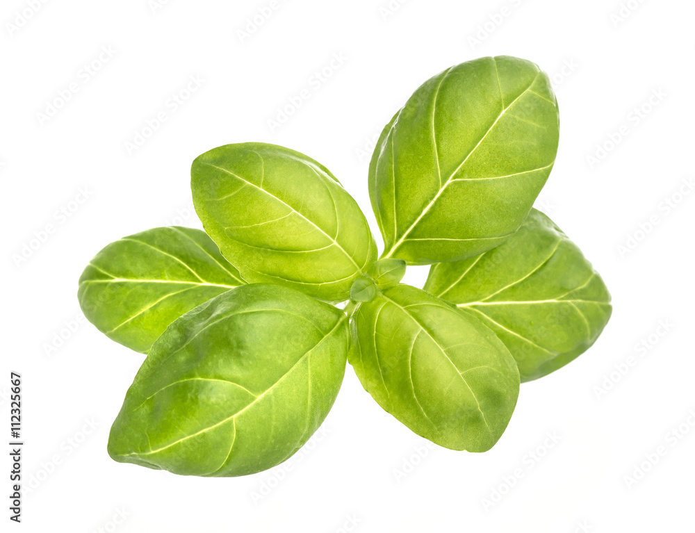Basil leaves closeup isolated on white background Basil leaves closeup isolated on white background