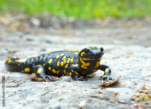 Common salamander