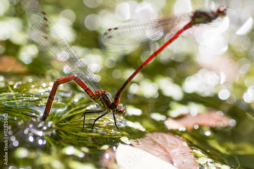 Large red damselfly (Pyrrhosoma nymphula) ovipositing. Male attached to female laying eggs under surface of water of pond photo