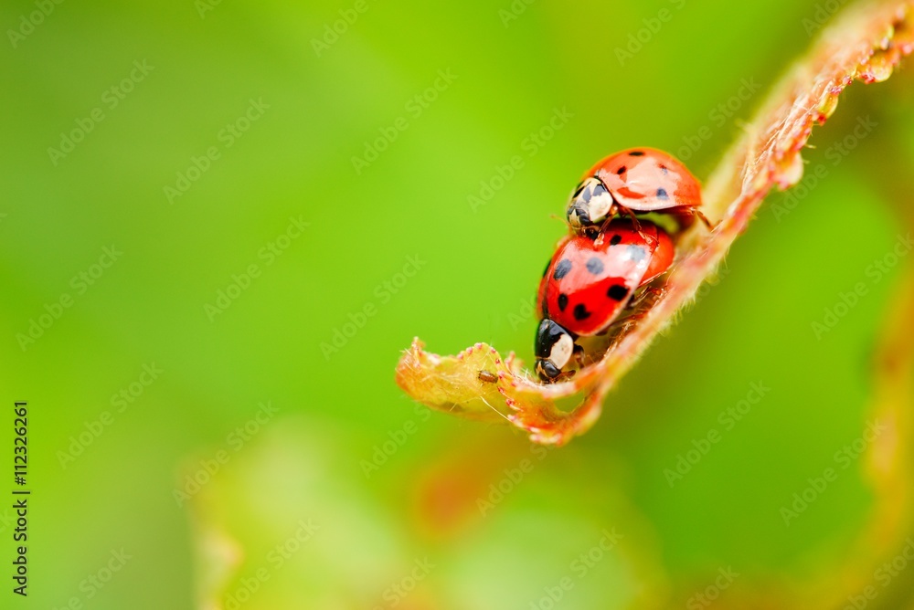 Fototapeta premium Two copulating ladybugs on fresh spring leaf