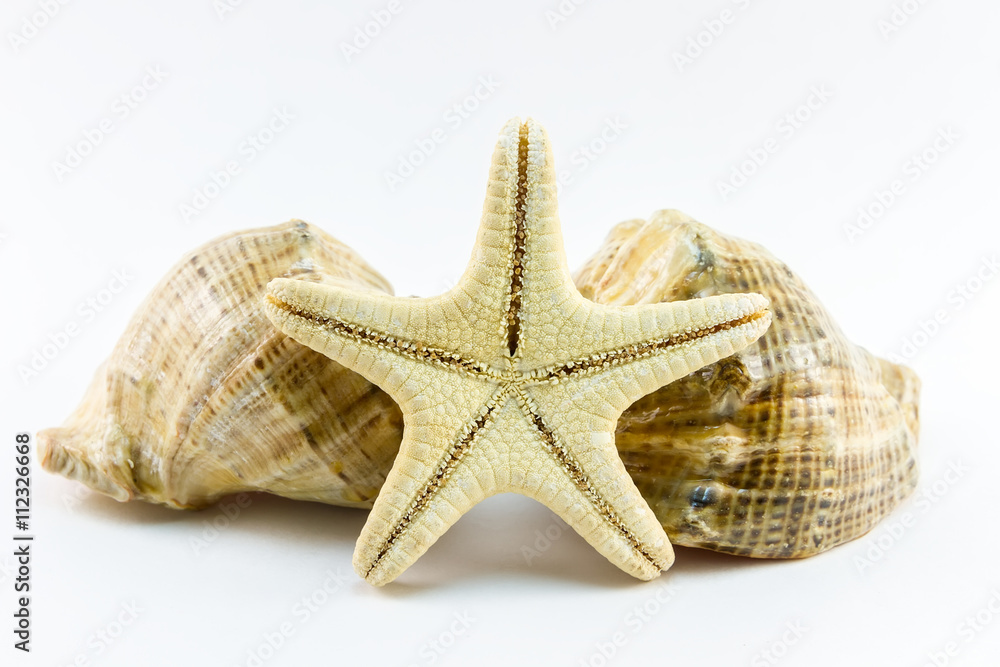 Two seashells and starfish on white background Two seashells and starfish on white background