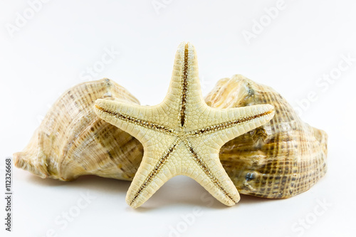 Two seashells and starfish on white background