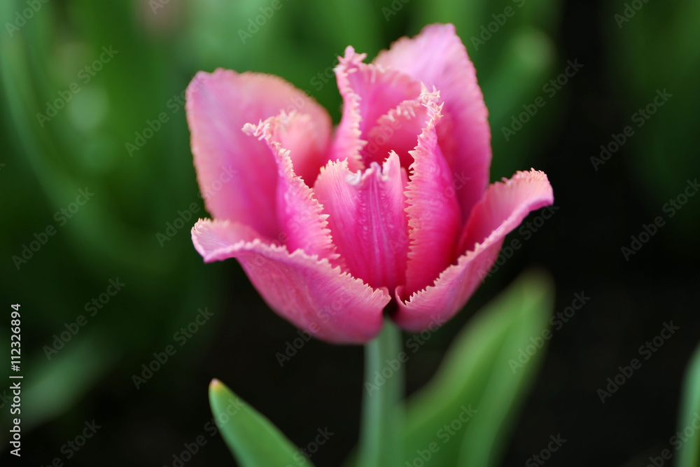 Beautiful pink tulip, close up Beautiful pink tulip, close up