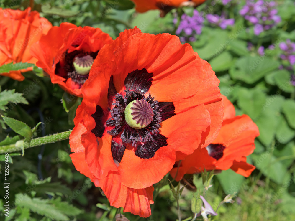 Obraz premium Türkischer Mohn, Papaver orientale, Mohnblumen