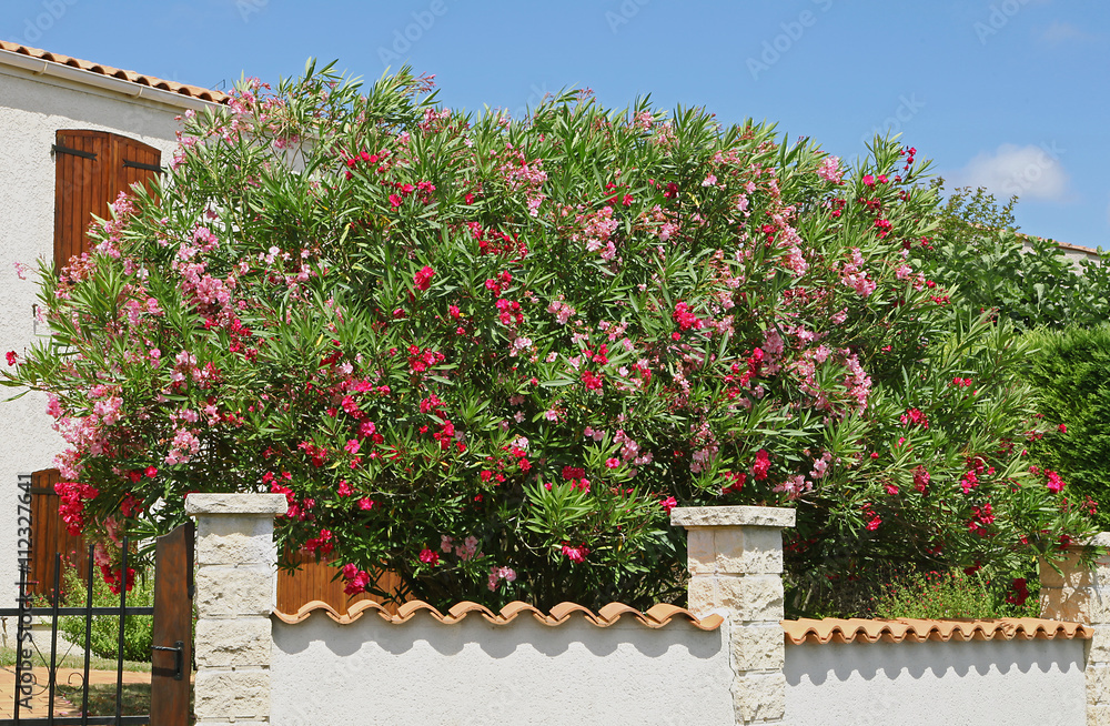 Laurier-rose dans un jardin Stock Photo | Adobe Stock