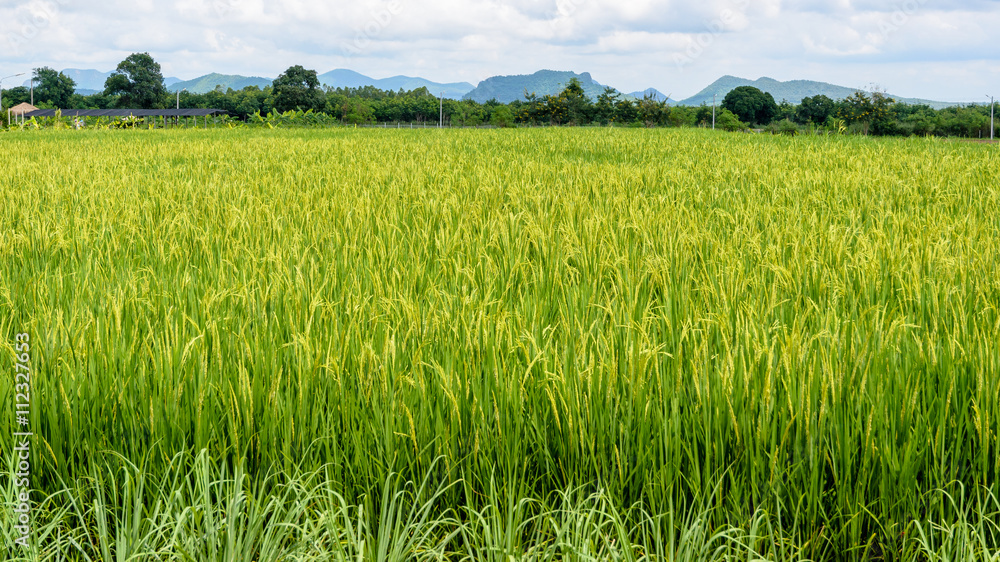 Landscape green rice fields are beautiful produce grains in Thailand, 16:9 wide screen