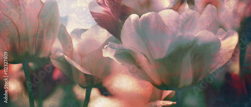 Fototapeta Naklejka Na Ścianę i Meble -  tinted tulips texture concept