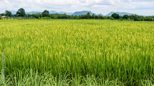 Fotografia Landscape green rice fields are beautiful produce grains in Thailand, 16:9 wide