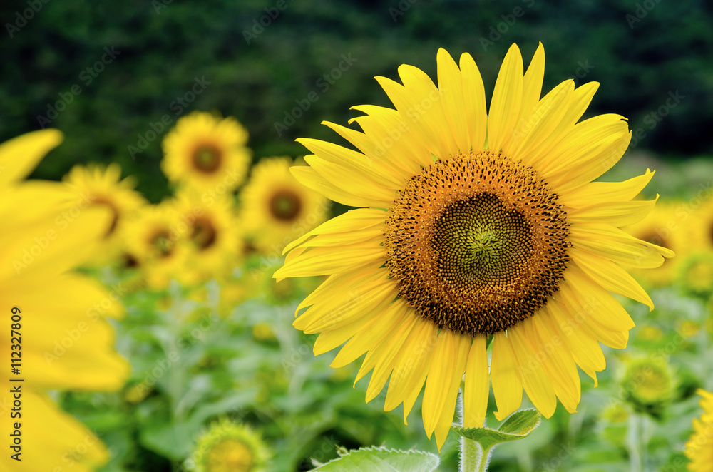 Many yellow flower of the Sunflower or Helianthus Annuus blooming in the field Many yellow flower of the Sunflower or Helianthus Annuus blooming in the field
