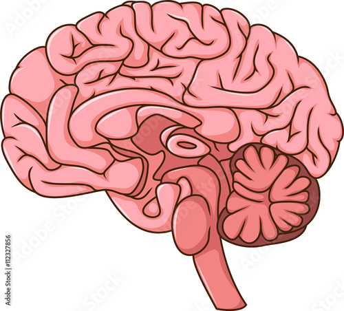 human brain cartoon