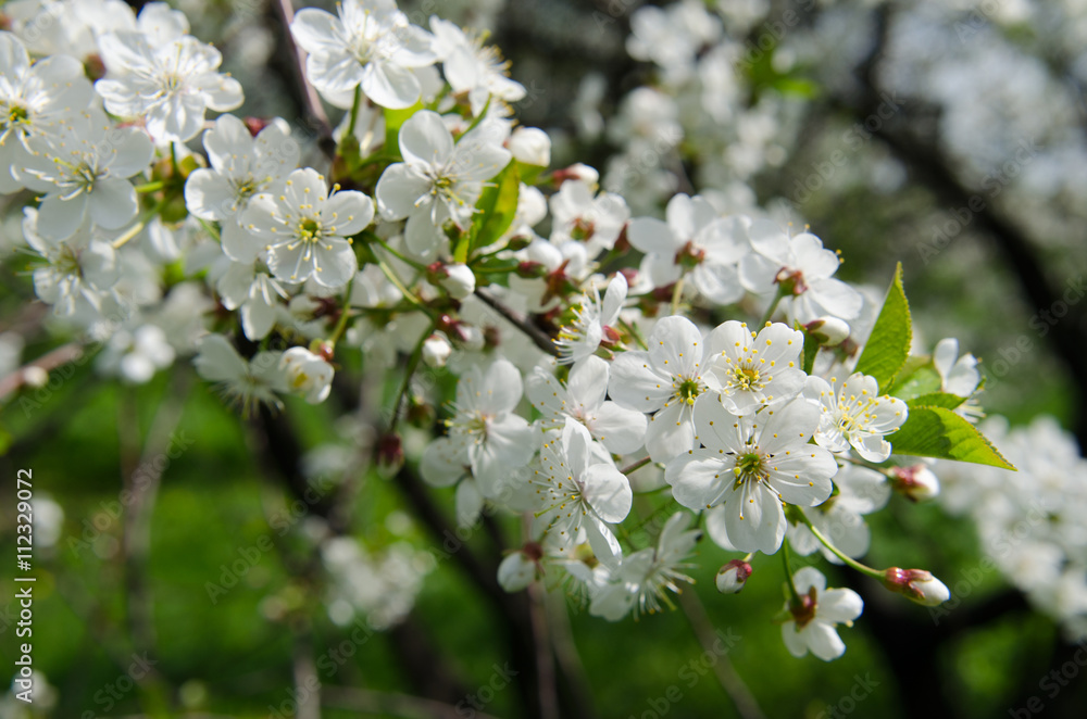 Flowers of the cherry blossoms on a spring day Flowers of the cherry blossoms on a spring day
