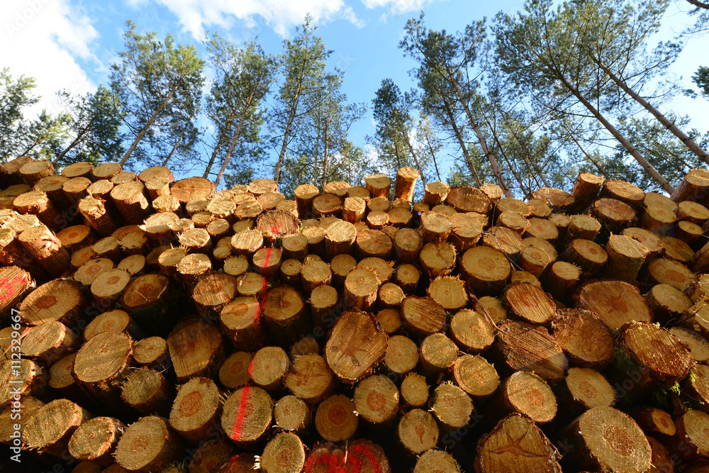 Holz, Kiefer, Baumstämme, Holzstapel, Waldarbeit, Brennstoff, Wald, Nachhaltigkeit, Forstwirtschaft, Holzwirtschaft Holz, Kiefer, Baumstämme, Holzstapel, Waldarbeit, Brennstoff, Wald, Nachhaltigkeit, Forstwirtschaft, Holzwirtschaft