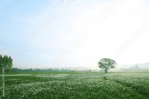 Fototapeta Naklejka Na Ścianę i Meble -  Foggy morning in meadow